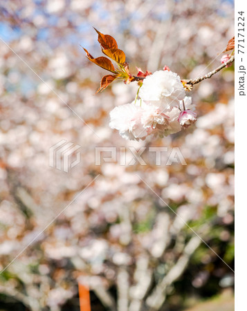 春の霞ヶ浦周辺の美しい風景　満開の八重桜 77171224