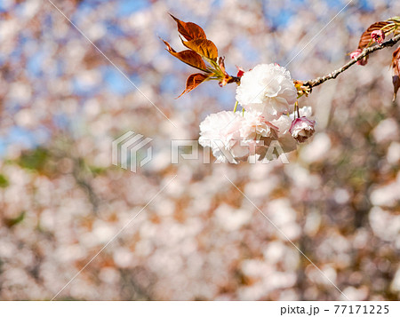 春の霞ヶ浦周辺の美しい風景 満開の八重桜 春の霞ヶ浦周辺の美しい風景 満開の八重桜 77171225