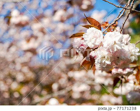 春の霞ヶ浦周辺の美しい風景　満開の八重桜 77171238