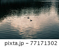 夕日に照らされて川を泳ぐ鳥 77171302