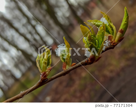 Russia. April 28, 2021. Morning snowfall on the budding spring shoots and leaves of trees in the parks and squares of Kronstadt. Russia. April 28, 2021. Morning snowfall on the budding spring shoots and leaves of trees in the parks and squares of Kronstadt. 77171304