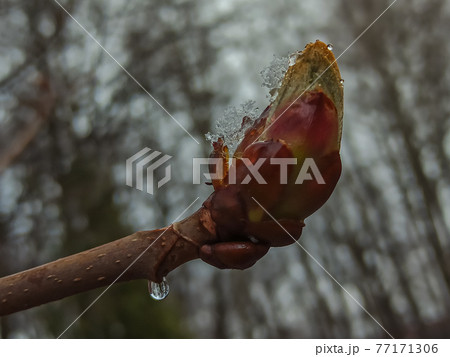 Russia. April 28, 2021. Morning snowfall on the budding spring chestnut trees in the parks and squares of Kronstadt. Russia. April 28, 2021. Morning snowfall on the budding spring chestnut trees in the parks and squares of Kronstadt. 77171306