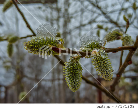 Russia. April 28, 2021. Morning snowfall on the budding spring willow shoots in the parks and squares of Kronstadt. Russia. April 28, 2021. Morning snowfall on the budding spring willow shoots in the parks and squares of Kronstadt. 77171308