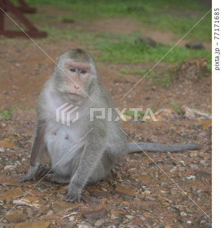 Monkey at Angkor Wat Temple (Cambodia) on a rainy day Monkey at Angkor Wat Temple (Cambodia) on a rainy day 77171685