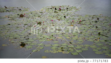 Angkor Wat is the largest temple in the world (Cambodia, 2019). It is raining Angkor Wat is the largest temple in the world (Cambodia, 2019). It is raining 77171783