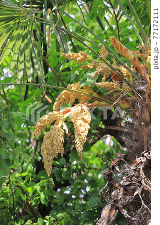 シュロの雄花 77172111