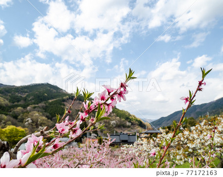 山里の春の景色 満開の桃の花 山里の春の景色 満開の桃の花 77172163