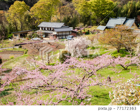 山里の春の景色 満開の桃の花 山里の春の景色 満開の桃の花 77172363