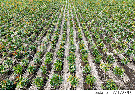 静岡県富士市のしきみ畑 77172392