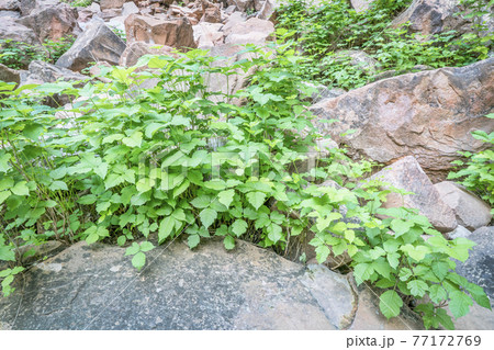 poison ivy in sandstone canyon poison ivy in sandstone canyon 77172769