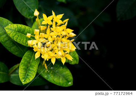 Close up picture of yellow flower west indian jasmine 77172964