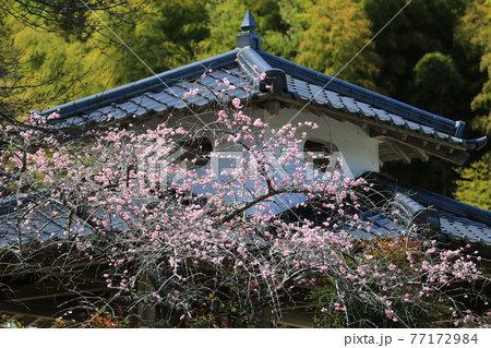 津山市神代梅の里公園　1 77172984