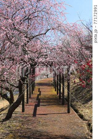 津山市神代梅の里公園　4 77172991
