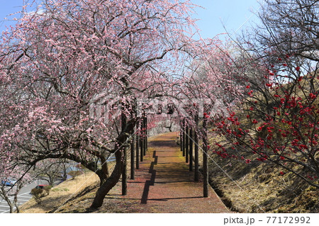 津山市神代梅の里公園 5 津山市神代梅の里公園 5 77172992