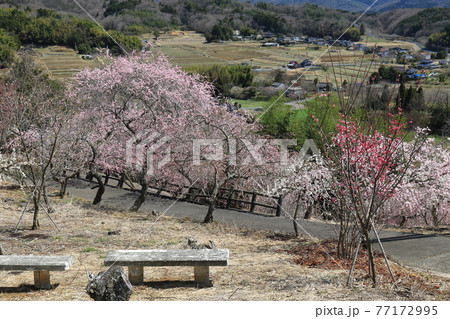 津山市神代梅の里公園　7 77172995