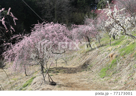 津山市神代梅の里公園 13 津山市神代梅の里公園 13 77173001