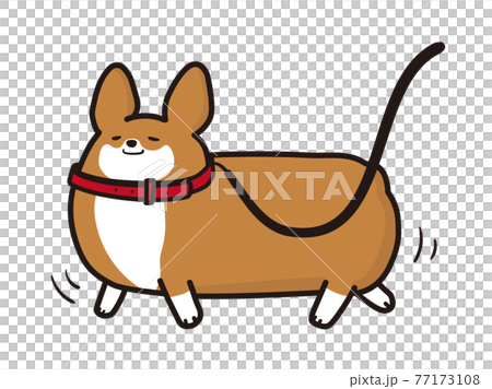 Vector illustration of Corgi taking a walk 77173108