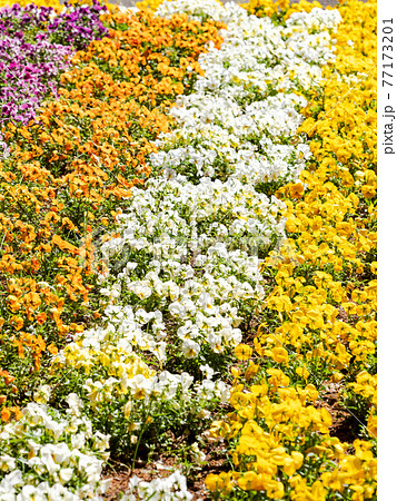 春爛漫 満開の花に彩られたカラフルな花壇の写真素材