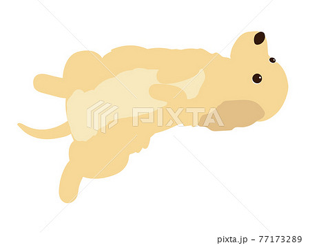 仰向けの犬のイラスト素材 仰向けの犬のイラスト素材