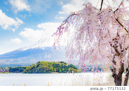 桜が右側・左に富士山、日本の富士山と桜の写真素材 [77175132
