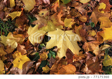 Autumn background with bright yellow maple leaves Autumn background with bright yellow maple leaves 77175360