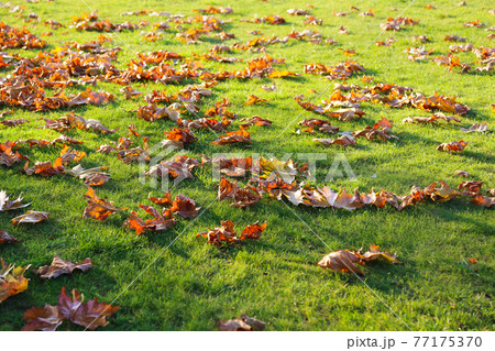 Dry fallen leaves from trees on a green lawn Dry fallen leaves from trees on a green lawn 77175370