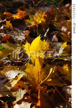 Bright colorful leaves of autumn maple 77175372