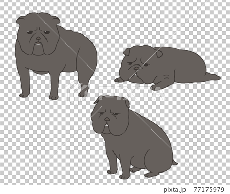 Bulldog black Bulldog black 77175979