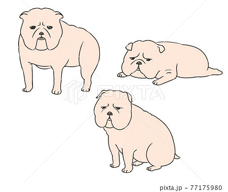 ブルドック　白 77175980