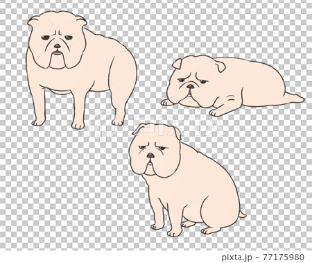 ブルドック　白 77175980