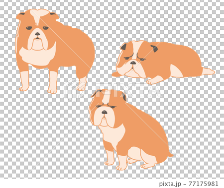 Bulldog without line Bulldog without line 77175981