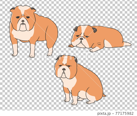 ブルドック 77175982