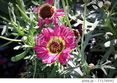 Closeup of a pink and yellow grandaisy flower growing Closeup of a pink and yellow grandaisy flower growing 77176042