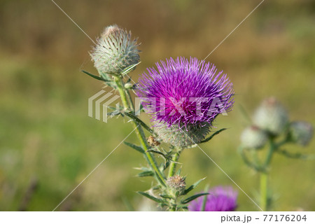 Pink thistle flowers outside in summer. A closeup Pink thistle flowers outside in summer. A closeup 77176204
