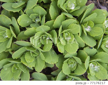 Spring natural texture background. Young juicy green leaves in raindrops. 77176217