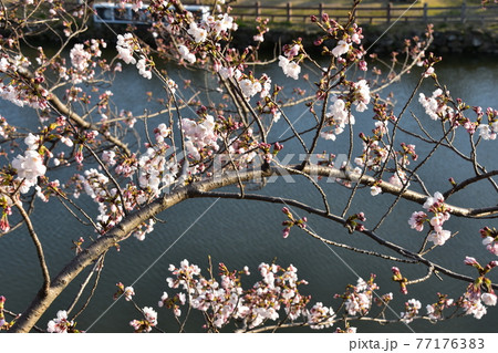 日本の兵庫県の姫路市　世界遺産で国宝でもある姫路城　お堀沿いに咲く桜 77176383