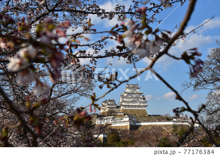 日本の兵庫県の姫路市 世界遺産で国宝でもある姫路城 春の桜と青空と立派な天守閣 日本の兵庫県の姫路市 世界遺産で国宝でもある姫路城 春の桜と青空と立派な天守閣 77176384