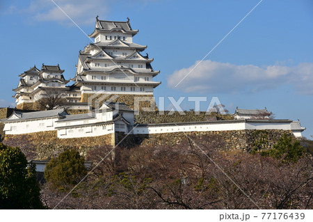 日本の兵庫県の姫路市　世界遺産で国宝でもある姫路城　春の桜と青空と立派な天守閣 77176439
