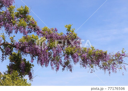 かざはやの里　藤まつり 77176506