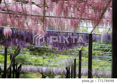 かざはやの里　藤まつり 77176698