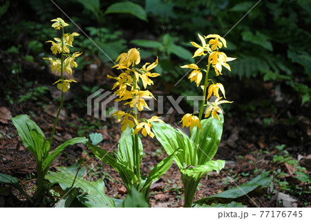 4月 町田300エビネ(キエビネ)・ラン科・えびね苑 4月 町田300エビネ(キエビネ)・ラン科・えびね苑 77176745