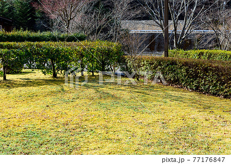 日本庭園風景 77176847