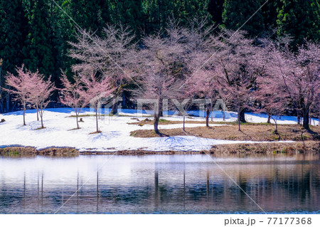 残雪に咲くサクラ1 77177368