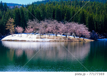 残雪に咲く桜1 77177369