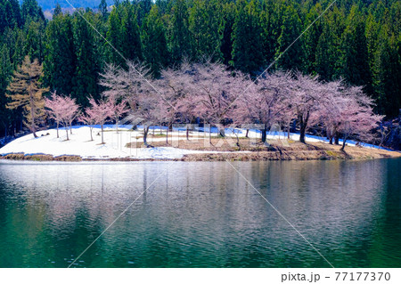 残雪に咲く桜2 残雪に咲く桜2 77177370