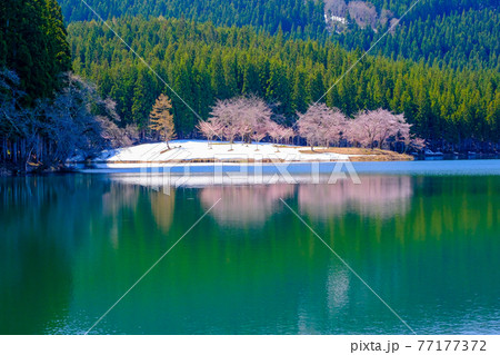 池に映る桜と森 池に映る桜と森 77177372