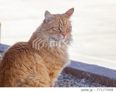 Close up shot of a cute Domestic long-haired brown cat Close up shot of a cute Domestic long-haired brown cat 77177408