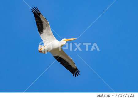 Close up shot of a Pelican flying 77177522
