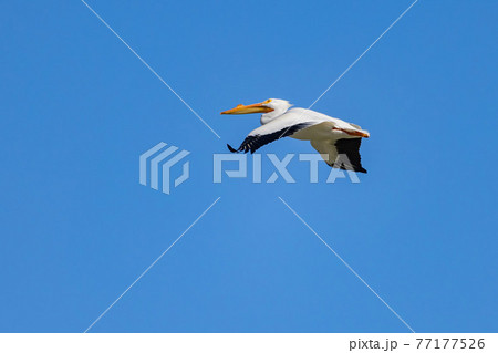 Close up shot of a Pelican flying 77177526