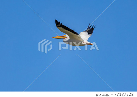 Close up shot of a Pelican flying 77177528